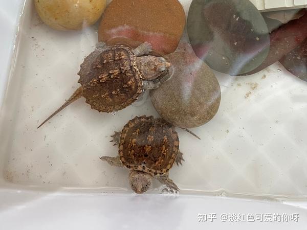 致富经鳄龟养殖视频_致富经鳄龟视频_致富经鳄龟