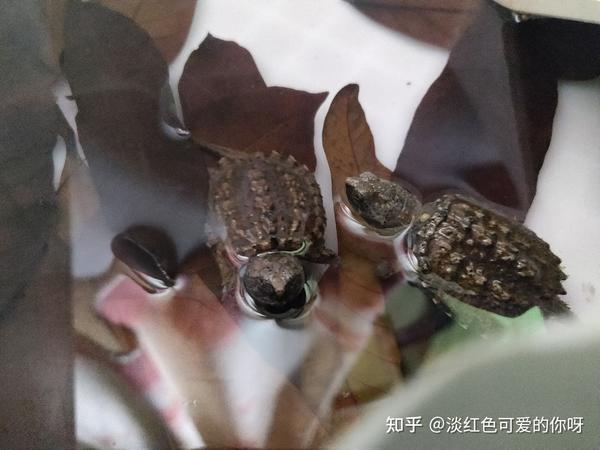 致富经鳄龟视频_致富经鳄龟养殖视频_致富经鳄龟