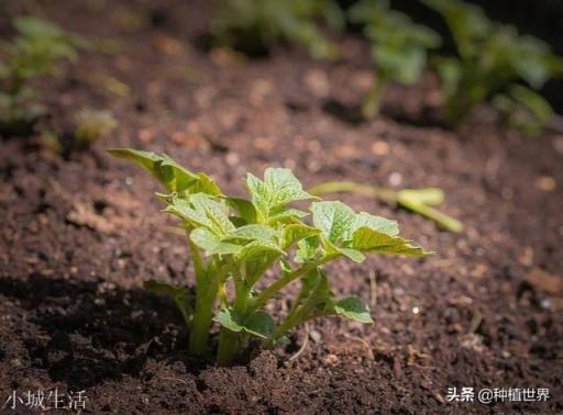 洋芋种植技术视频_洋芋种植技术全过程_种植洋芋过程技术视频