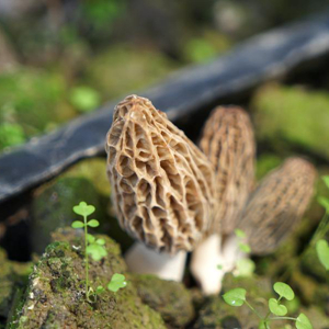 致富伞种植_致富伞种植_致富伞种植
