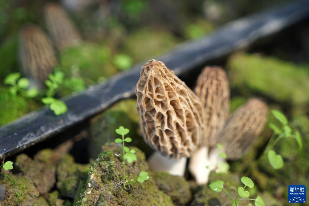 致富伞种植_致富伞种植_致富伞种植