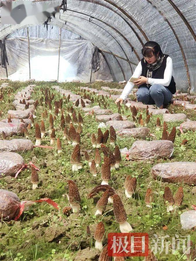 致富伞种植_致富伞种植_致富伞种植
