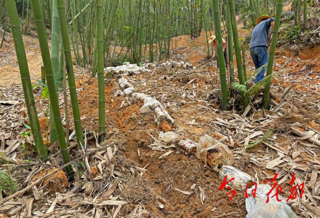 致富伞种植_致富伞种植_致富伞种植