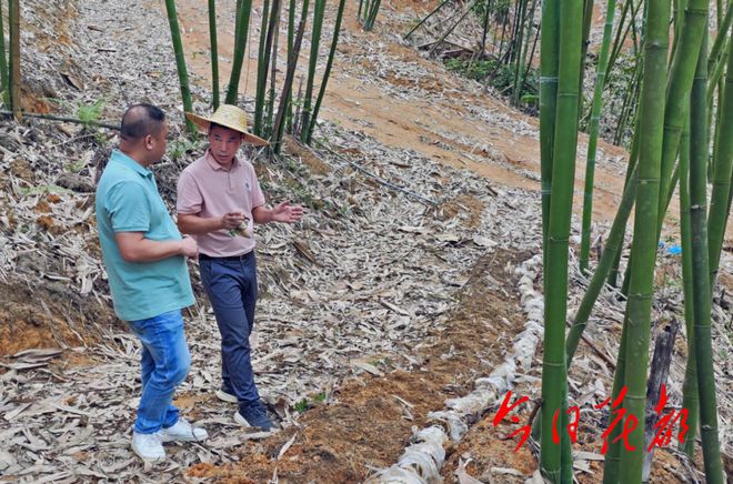 致富伞种植_致富伞种植_致富伞种植