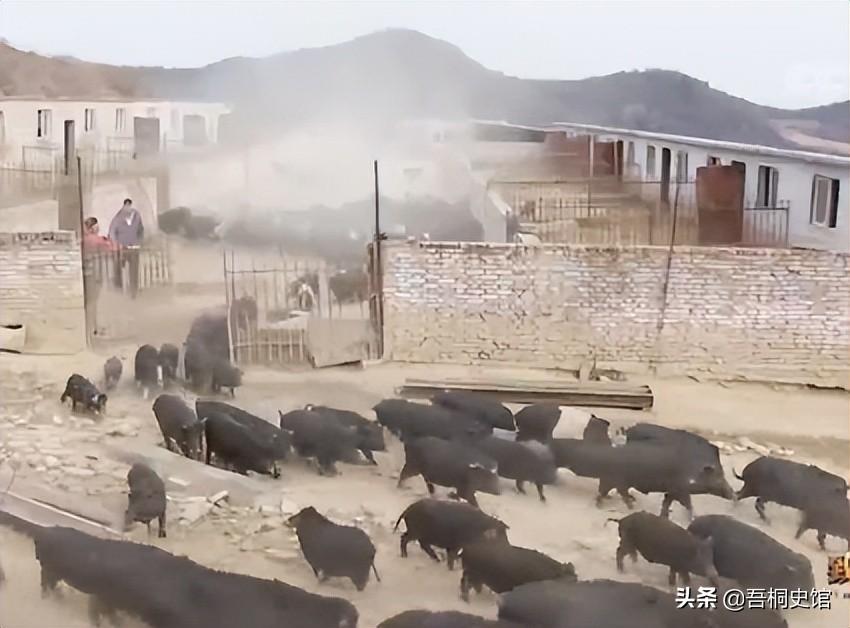 生态养殖藏香猪技术_放养藏香猪要围栏吗_藏香猪放养殖技术视频