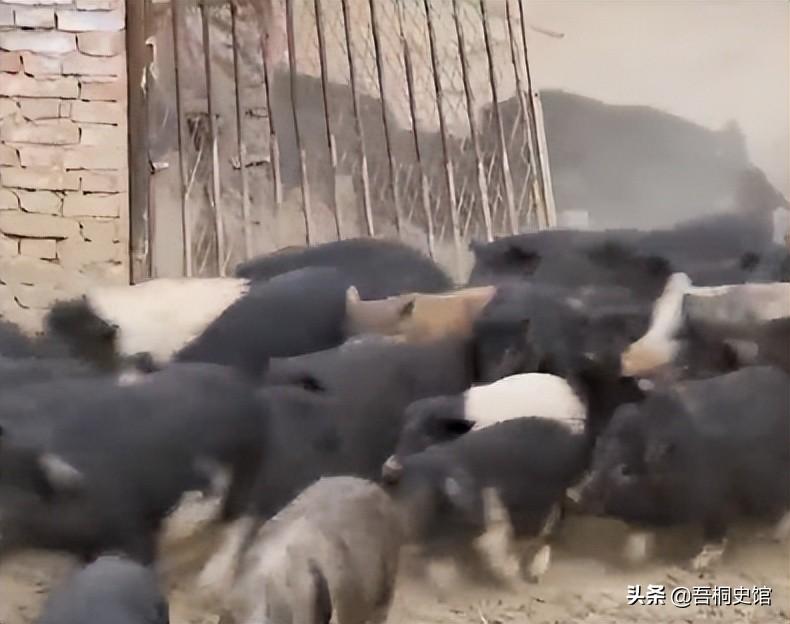 生态养殖藏香猪技术_放养藏香猪要围栏吗_藏香猪放养殖技术视频
