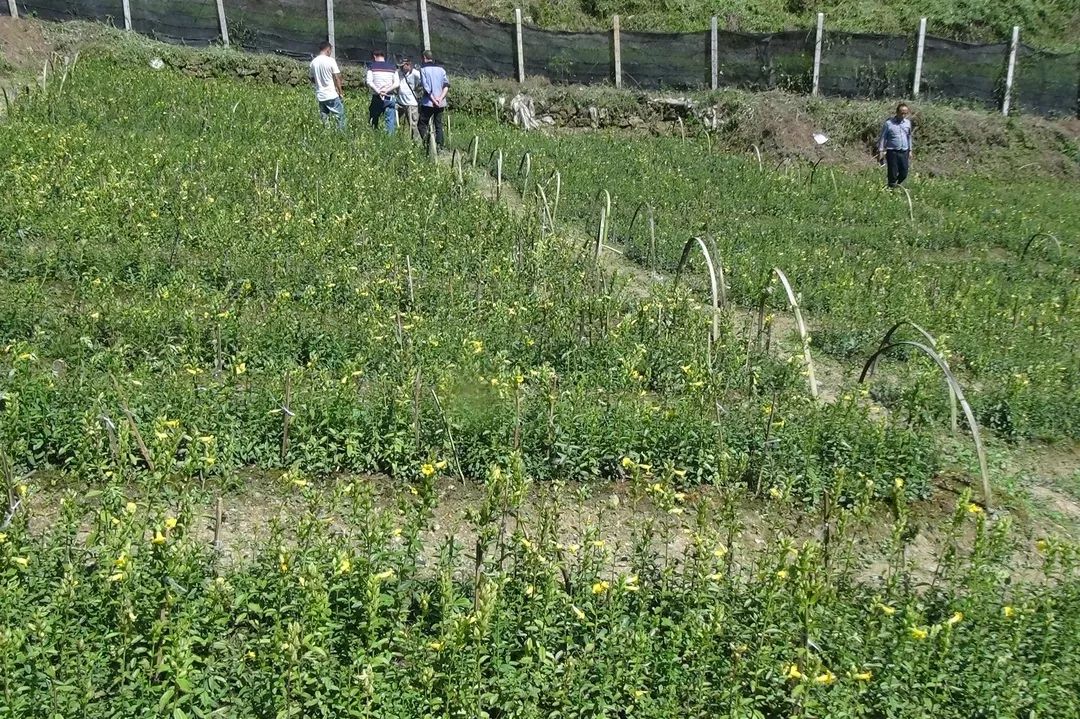 中草药黄精种植技术_中草药黄精种植技术_中草药黄精种植技术
