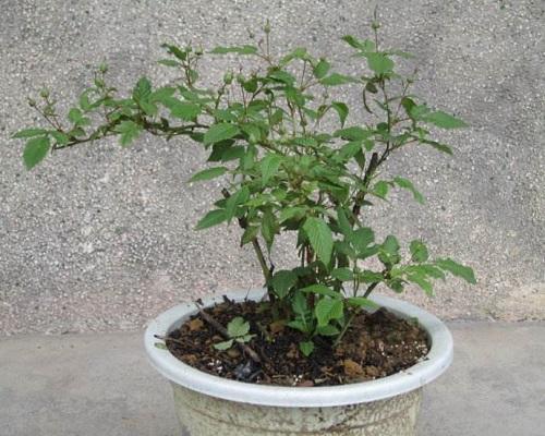 致富种植蛇莓视频_蛇莓种植致富_蛇莓种植技术