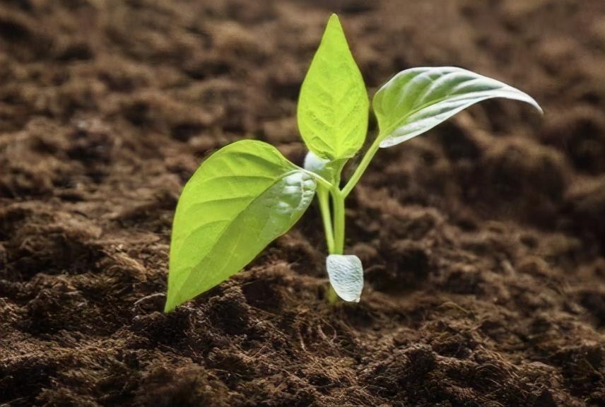 四川辣椒种植技术_四川辣椒种植时间_辣椒种植四川技术规程