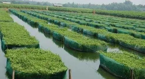 鳝鱼网箱养殖技术_养殖鳝鱼网箱技术视频_养殖鳝鱼网箱技术要求