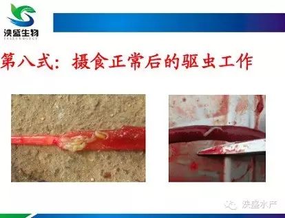 【技术分享】网箱养鳝“十二式”（第四篇）