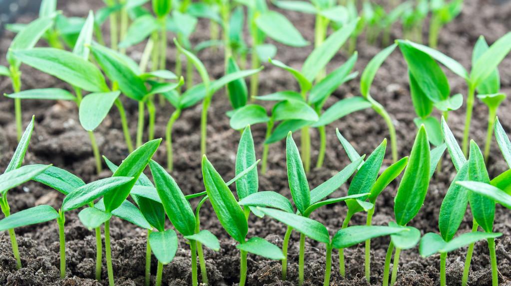 四川辣椒种植技术_辣椒种植四川技术与管理_辣椒种植四川技术管理
