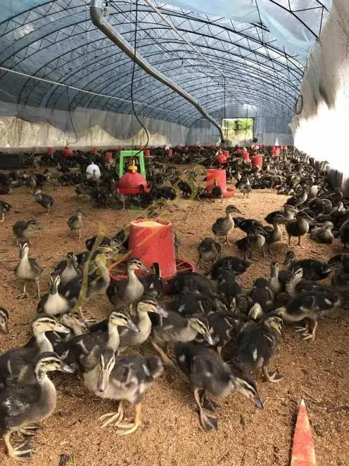 鸭场养殖新篇章：全程微生物技术助力，实现无臭养殖与健康鸭群