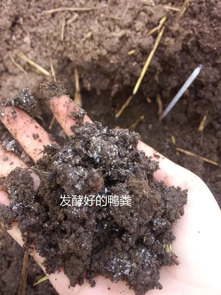 养殖菌类赚钱吗_菌类养殖技术视频_EM菌养殖养鸭技术