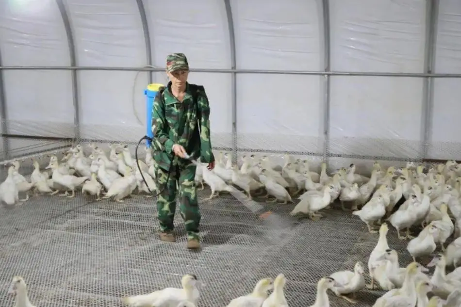 EM菌养殖养鸭技术_菌类养殖技术视频_养殖菌类赚钱吗