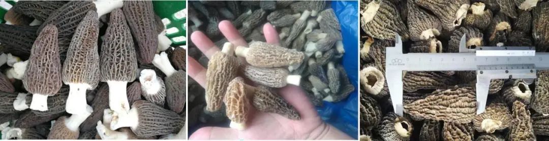 阳雀菌种植技术视频_阳雀菌怎么吃_阳雀菌种植技术图