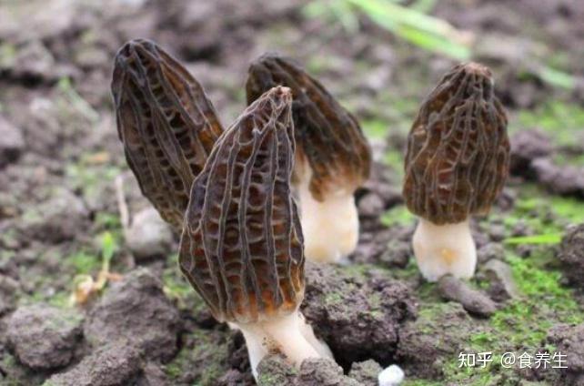 杨雀菌什么时候生长_阳雀菌怎么吃_阳雀菌种植技术图