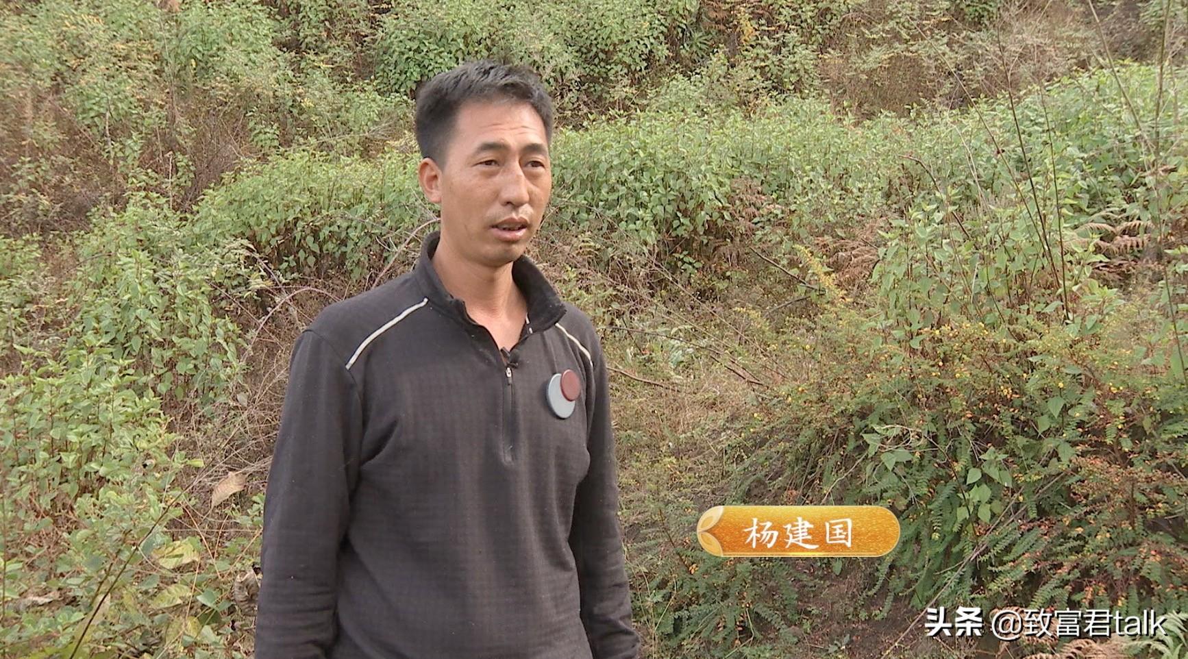 致富经土猪养殖视频_2019致富经养熟食土猪_熟食土猪养殖