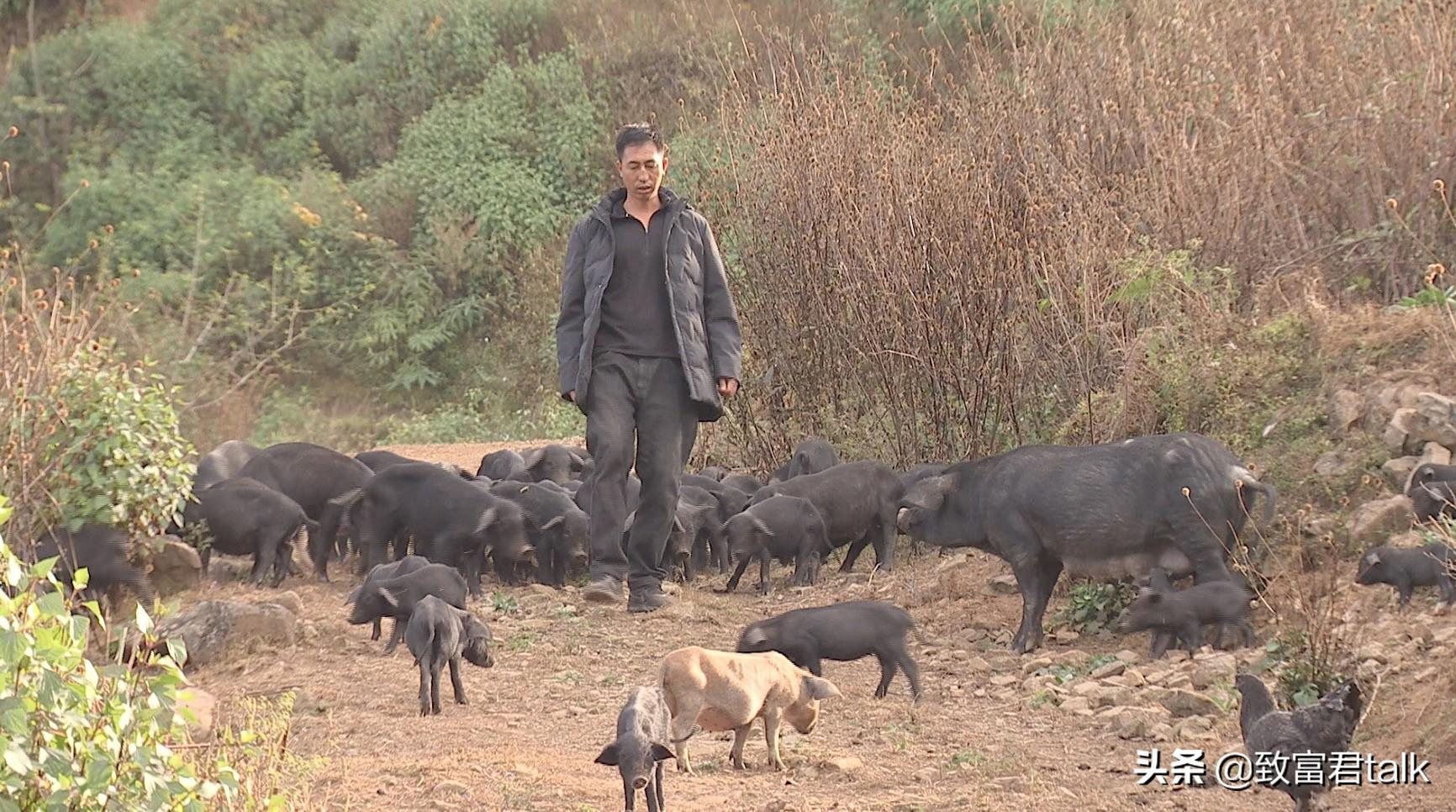 熟食土猪养殖_致富经土猪养殖视频_2019致富经养熟食土猪