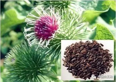 中草药黄精种植技术_中草药黄精种植技术_中草药黄精种植技术
