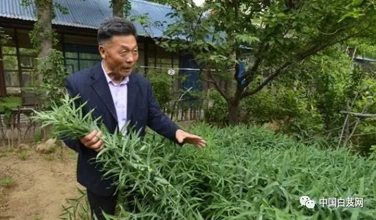 中草药黄精种植技术_中草药黄精种植技术_中草药黄精种植技术