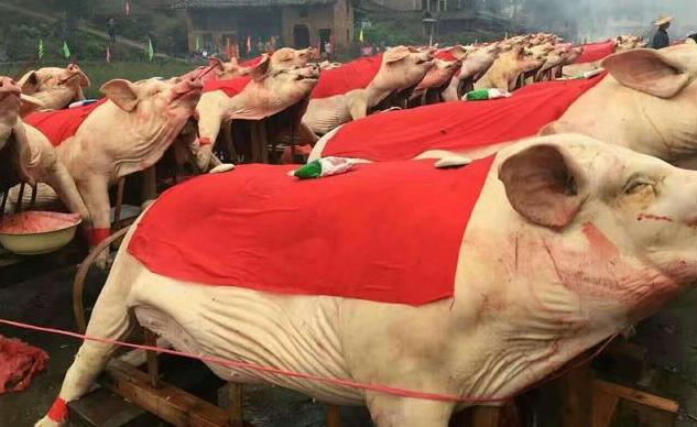 致富经土猪养殖视频_致富经养肥猪_2019致富经养熟食土猪
