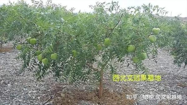 蛇皮果的种植产果几年_地黄种植致富_泰顺种植致富果
