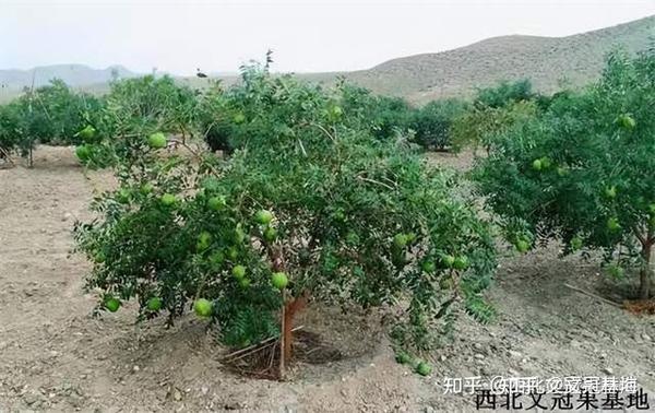 泰顺种植致富果_蛇皮果的种植产果几年_地黄种植致富