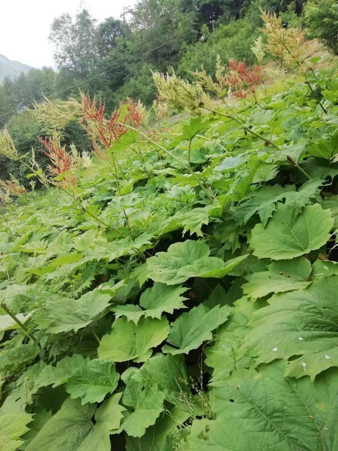 云南省掌叶大黄种植前景