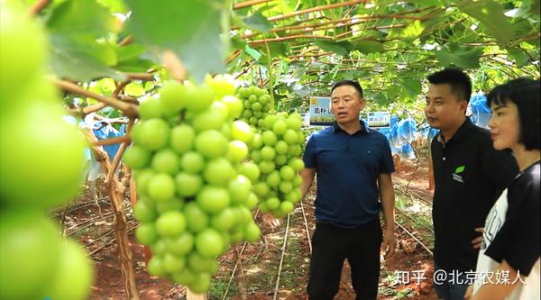 大棚樱桃种植成功致富案例_泰顺种植致富果_种植致富宝典