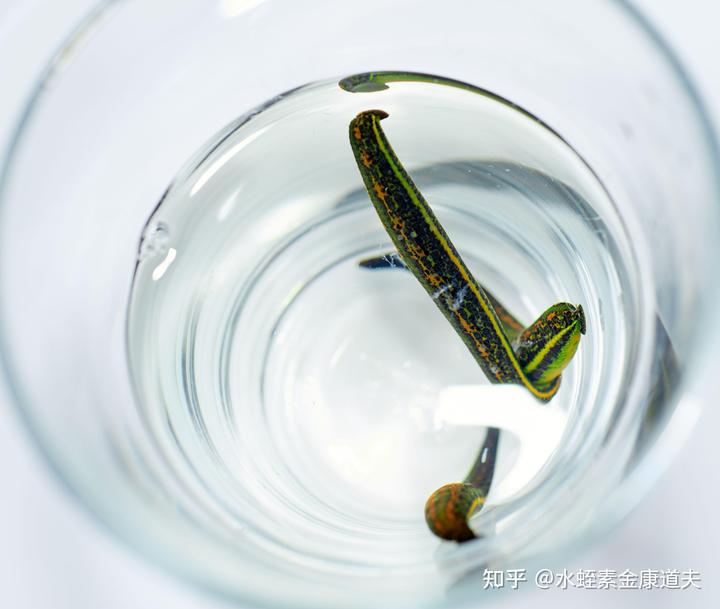 水蛭的繁殖特性你了解吗？
