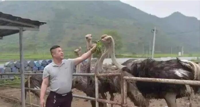 农村最近兴起养殖，种1亩牧草能养40只，年盈利20万！