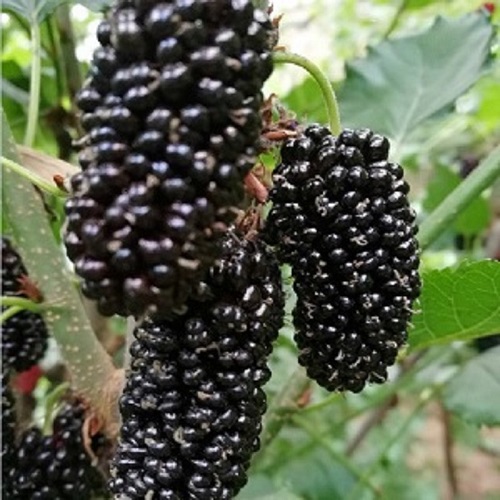 桑葚苗基地  桑葚苗批发  桑葚苗价格