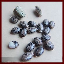麻籽种植注意事项_籽麻怎么种_籽麻的种植技术