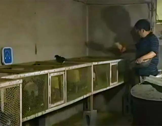 cctv-7《致富经》 梁玉颜_cctv-7《致富经》 梁玉颜_cctv-7《致富经》 梁玉颜