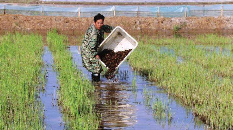 稻田混养什么最好_稻田多种混养养殖技术_水稻混养