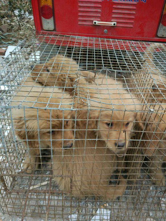 高加索犬养殖_高加索肉狗养殖技术_养高加索犬是什么感受