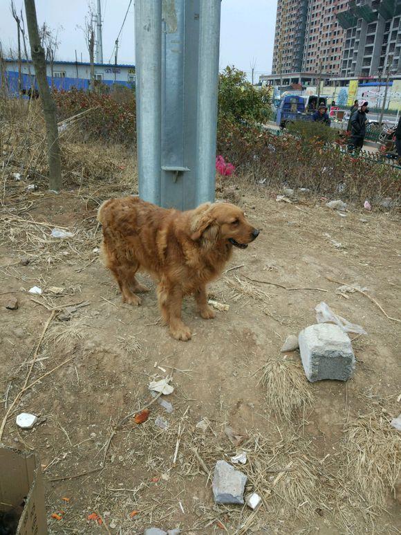 养高加索犬是什么感受_高加索犬养殖_高加索肉狗养殖技术