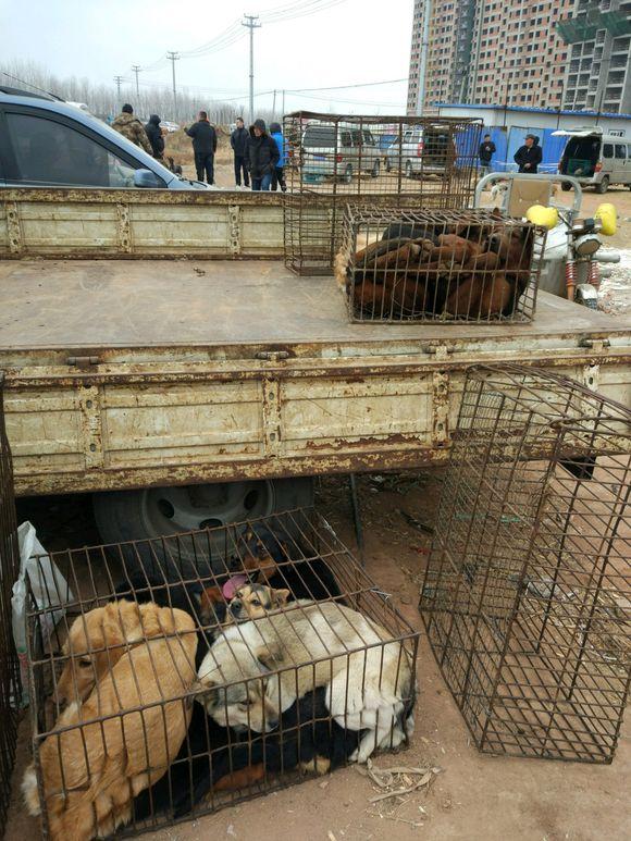 养高加索犬是什么感受_高加索肉狗养殖技术_高加索犬养殖