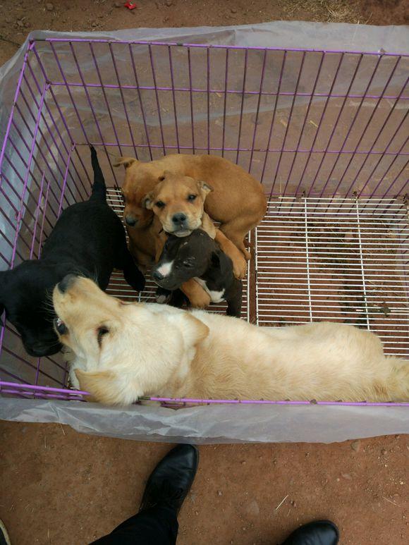 养高加索犬是什么感受_高加索肉狗养殖技术_高加索犬养殖