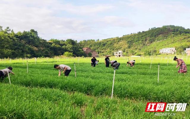 北方大棚韭菜种植技术_致富经东北大棚韭菜种植_北方大棚韭菜亩产多少
