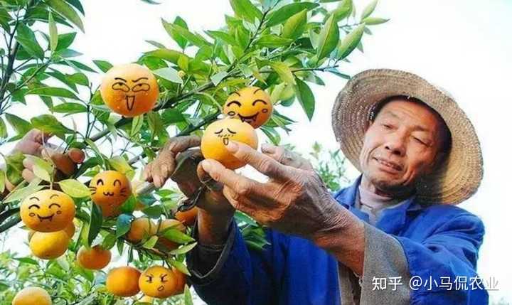 勒马回中草药_勒马回种子_勒马回种植致富