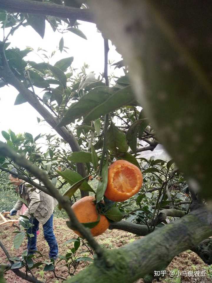 勒马回中草药_勒马回种植致富_勒马回种子