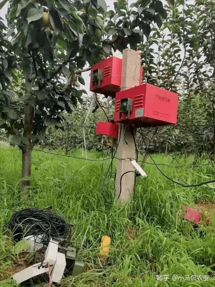 勒马回种植致富_勒马回种子_勒马回中草药