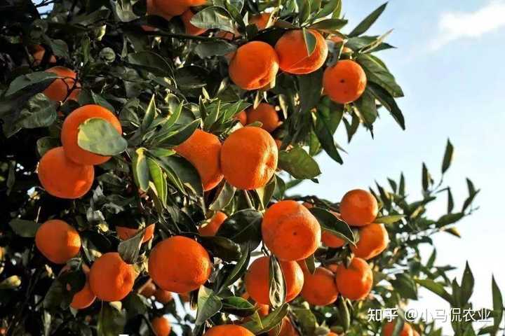 勒马回种植致富_勒马回种子_勒马回中草药