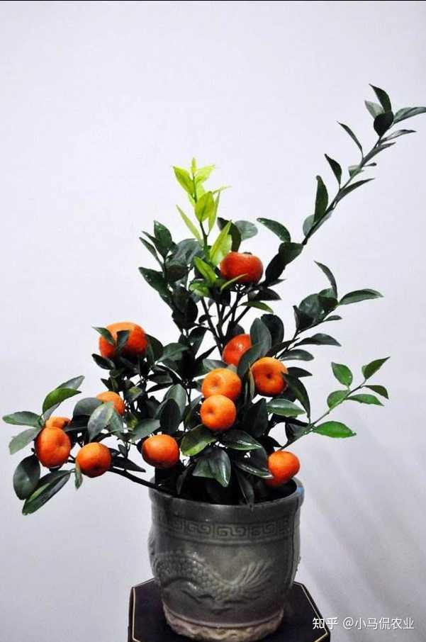 勒马回种子_勒马回种植致富_勒马回中草药
