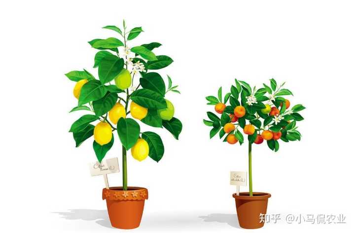 勒马回种子_勒马回中草药_勒马回种植致富