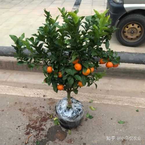勒马回中草药_勒马回种植致富_勒马回种子