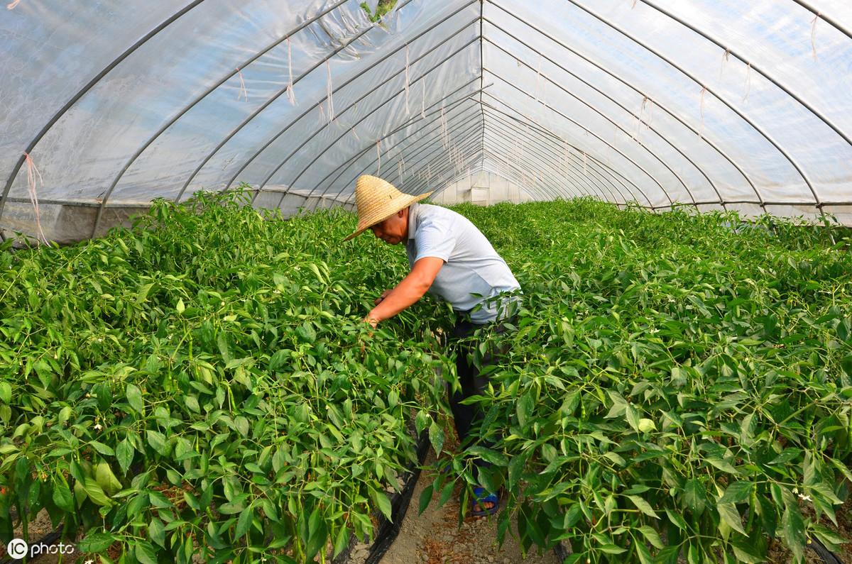无土栽培豇豆_无土豇豆种植技术_农广天地种植豇豆技术视频