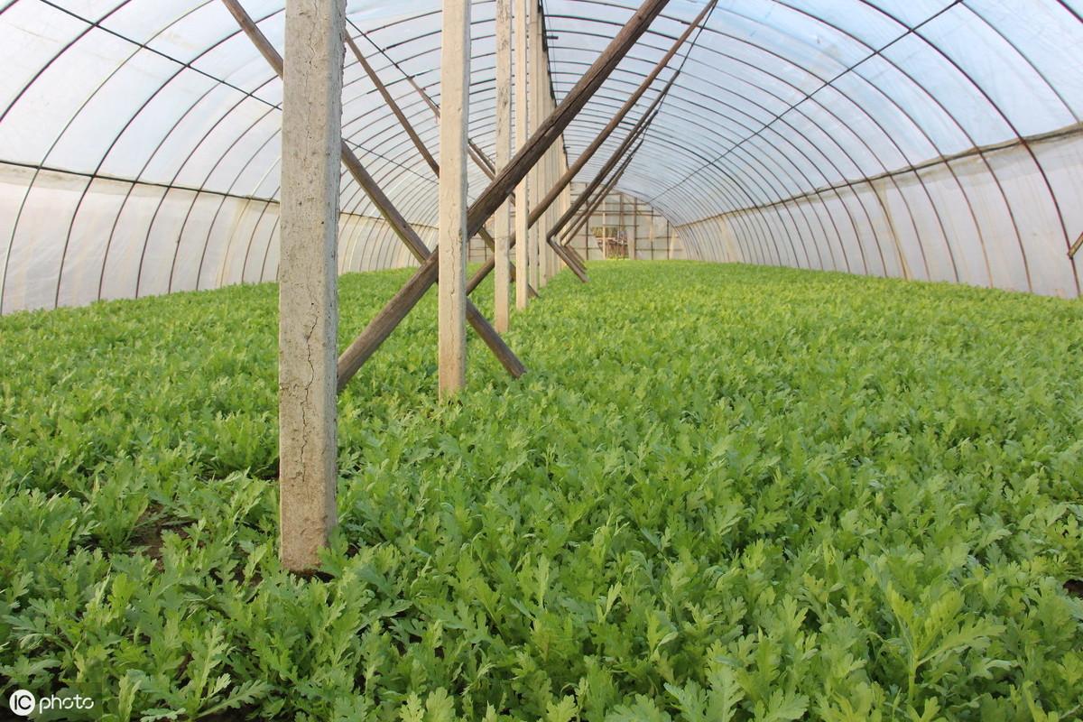 无土栽培豇豆_无土豇豆种植技术_农广天地种植豇豆技术视频